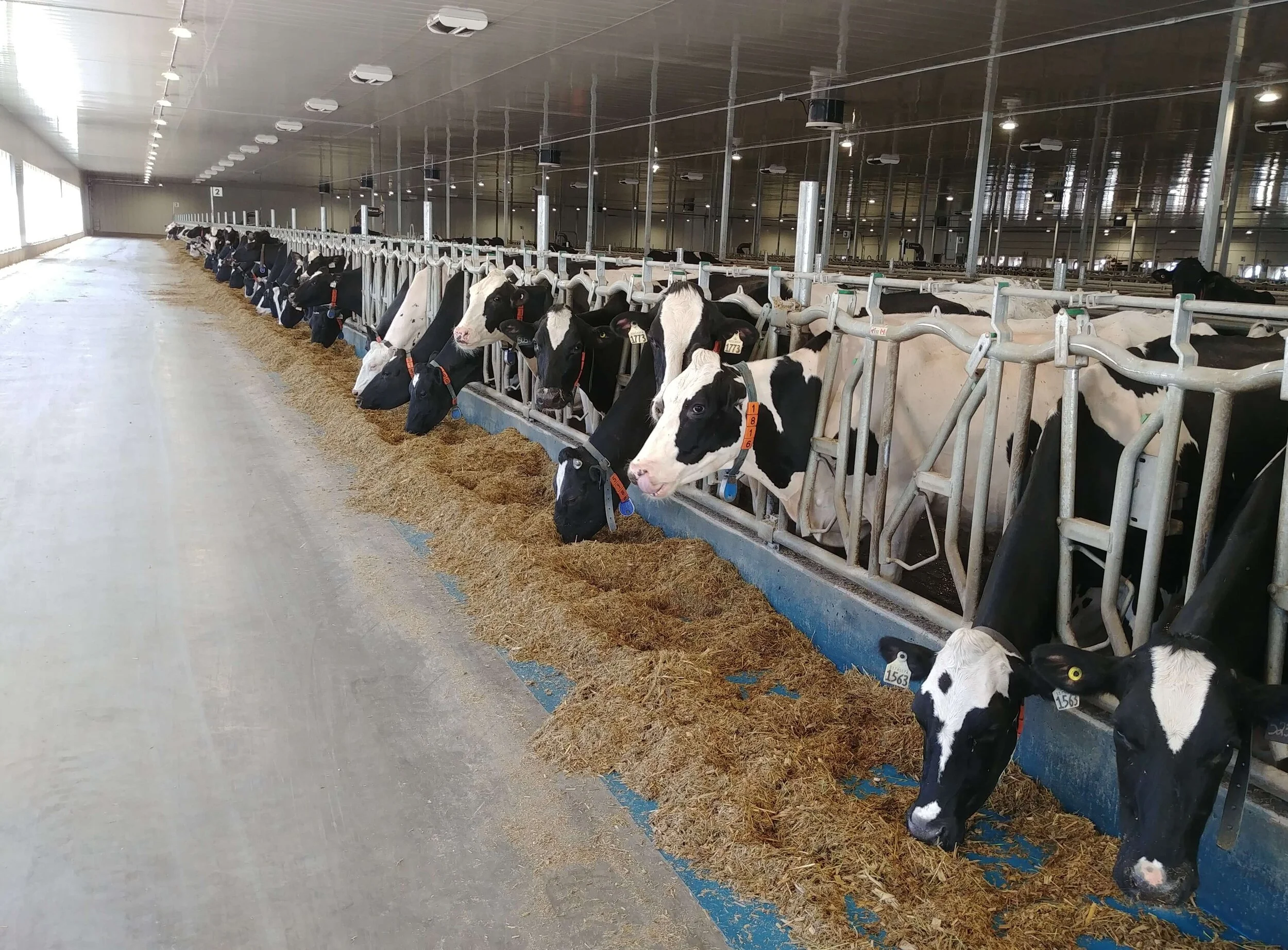 Willow Mills cattle grazing on the family farm near Osler, Saskatchewan